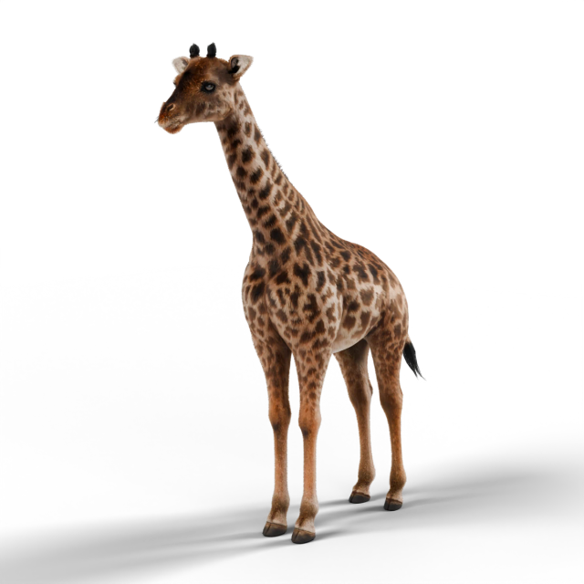 Girafe Masaï
