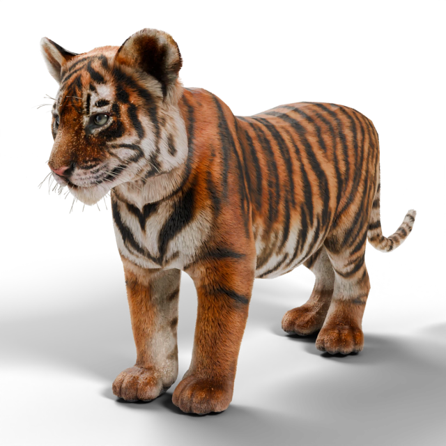 Sumatra-Tiger