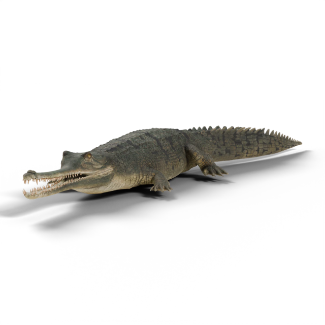 Gavial du Gange