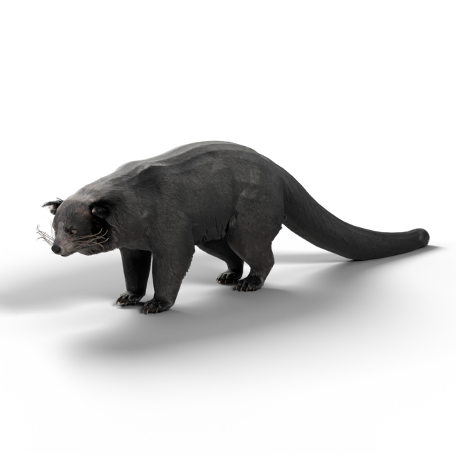 Binturong