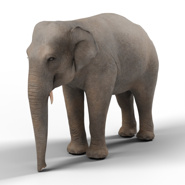 Asiatischer Elefant