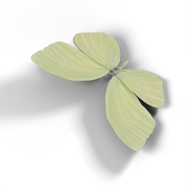 黄菲粉蝶