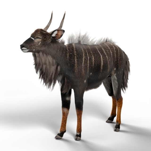 Nyala