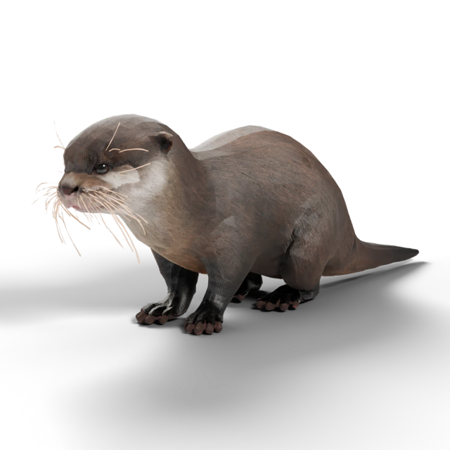 Wyderka orientalna