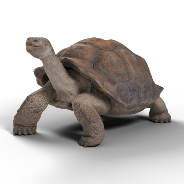 Tortuga gigante de las Galápagos
