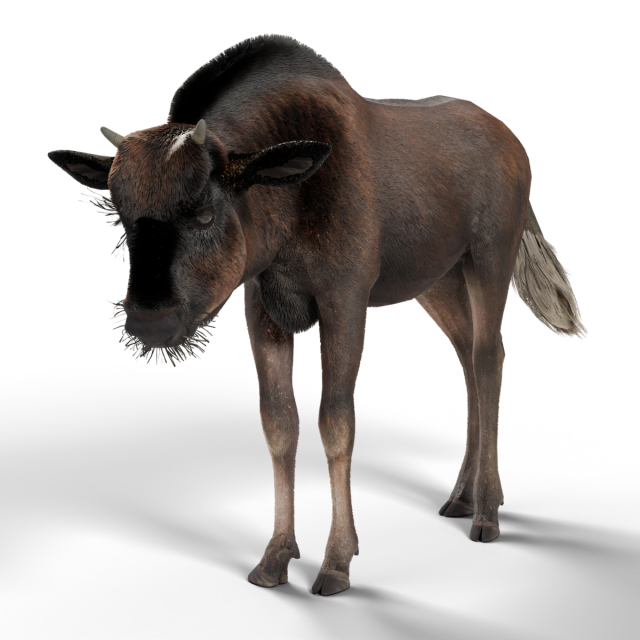 Gnu-de-cauda-branca