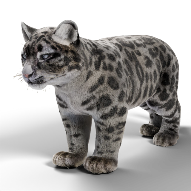 Schneeleopard