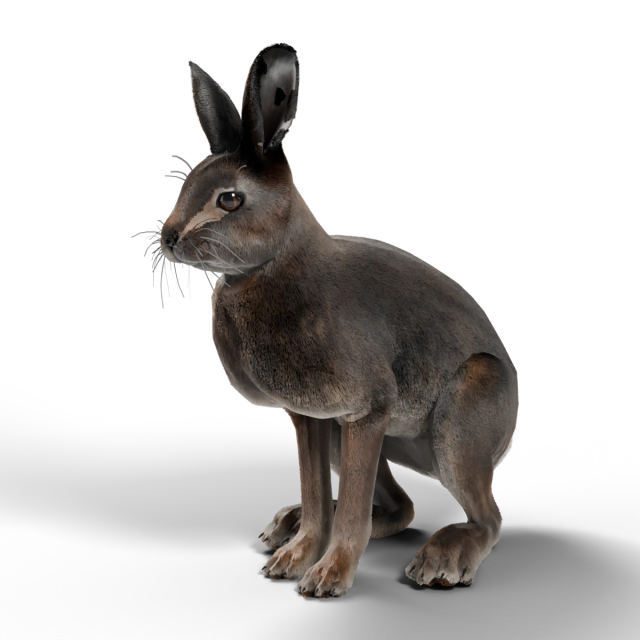 Lièvre variable