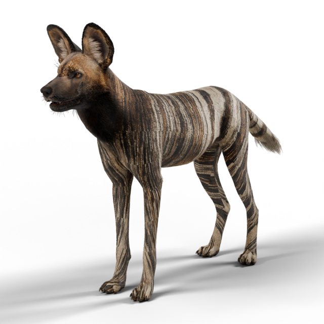 Afrikanischer Wildhund