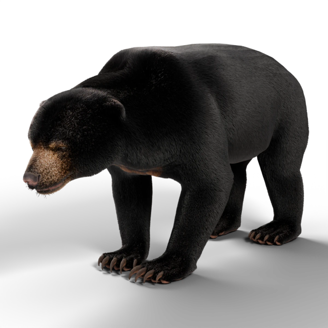Sun Bear