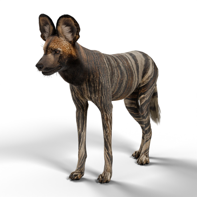 Afrikanischer Wildhund