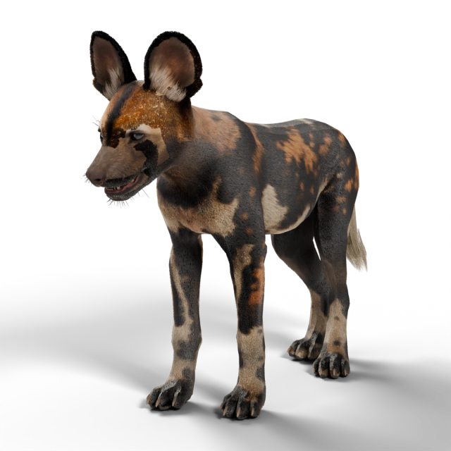 Afrikanischer Wildhund