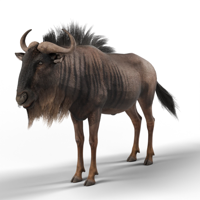 Gnu-de-cauda-preta