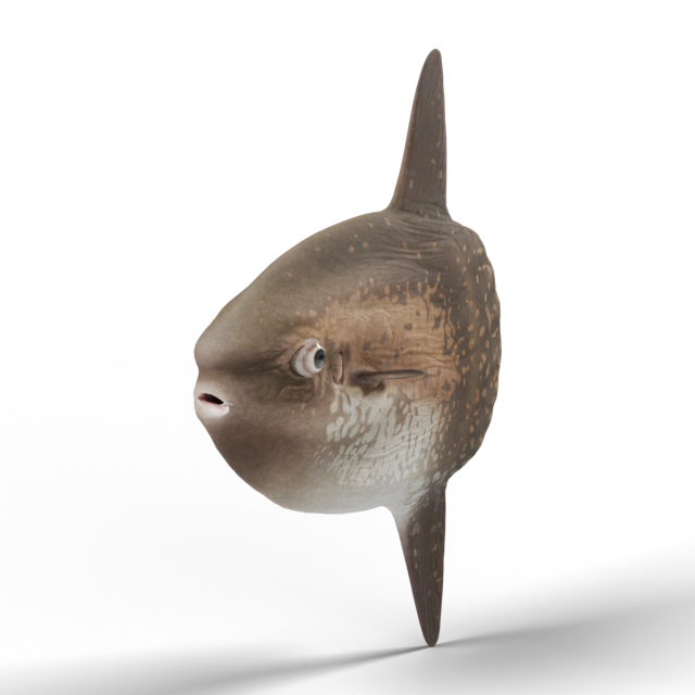 Ocean Sunfish