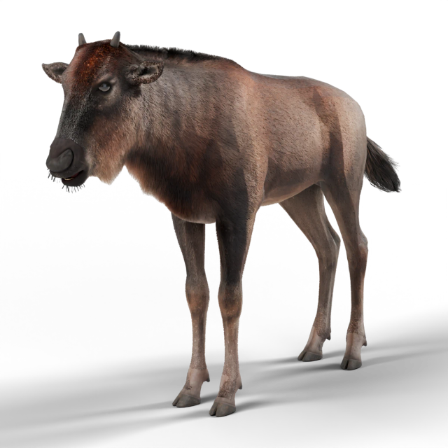 Gnu-de-cauda-preta