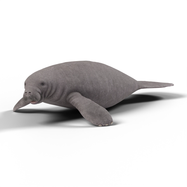 Lamantin des Caraïbes