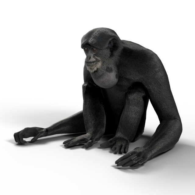 Siamang