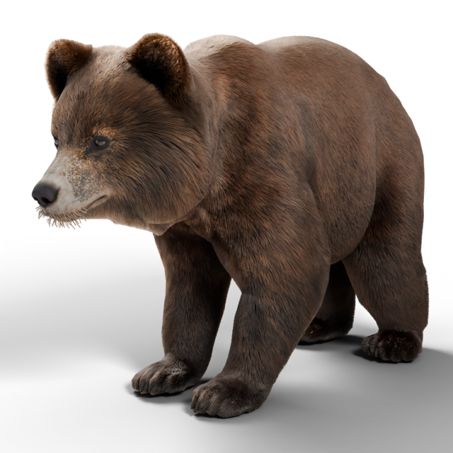 Niedźwiedź grizzly
