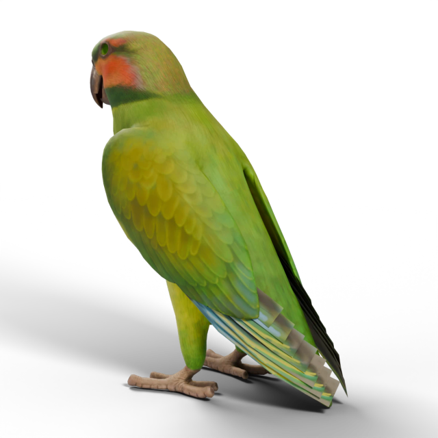 Cotorra colilarga