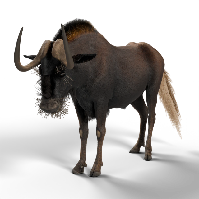 Gnu-de-cauda-branca