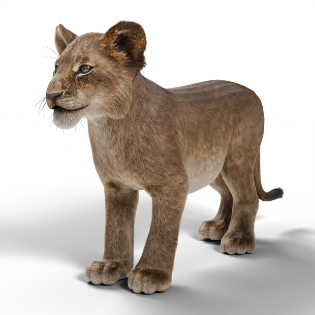 Lion