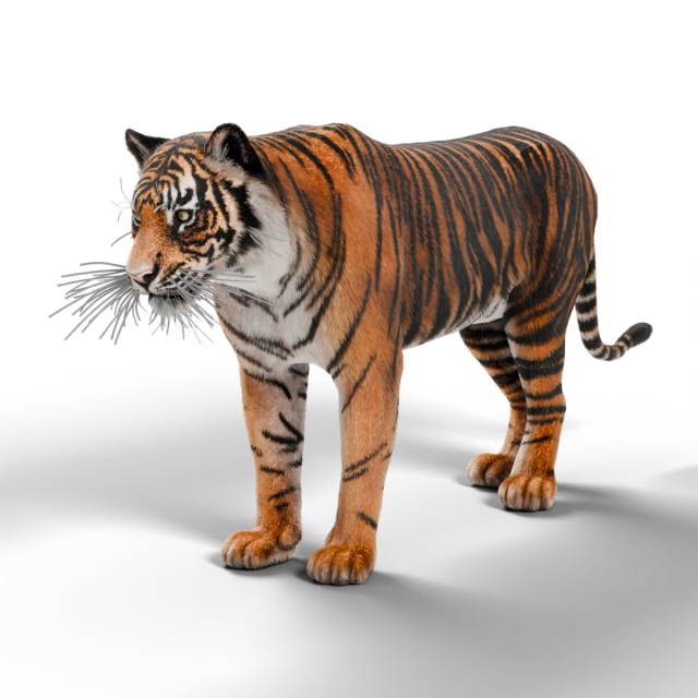 Sumatra-Tiger