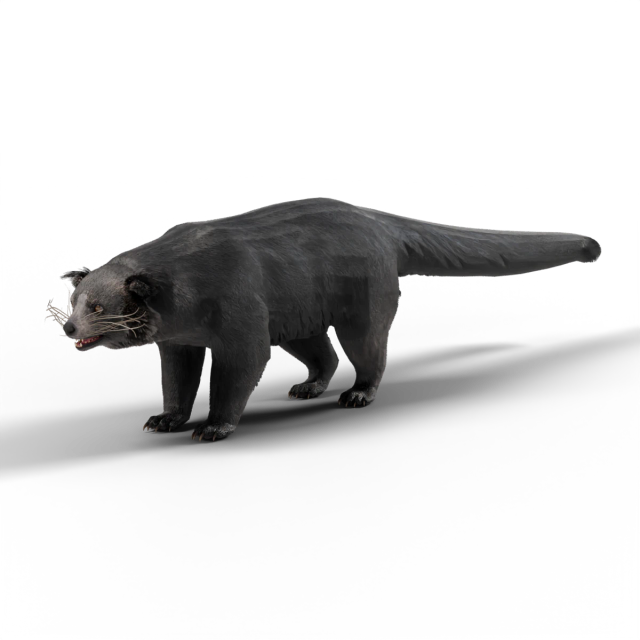 Binturong