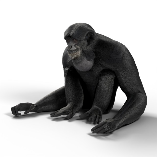 Siamang