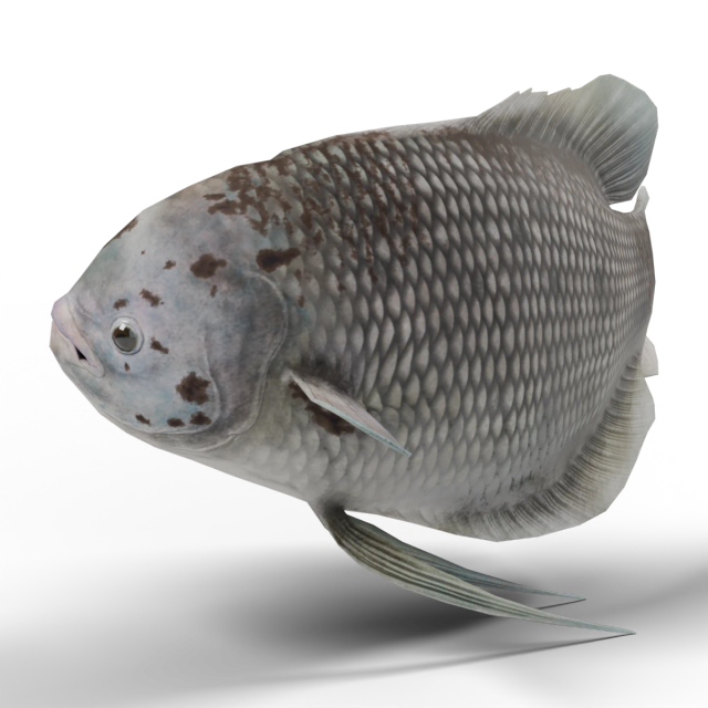 Riesengurami