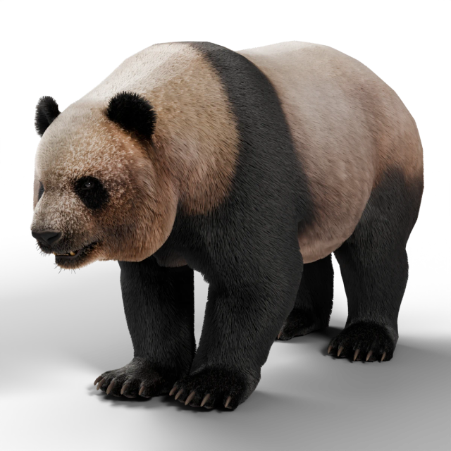 Panda wielka