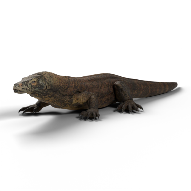 Dragon de Komodo