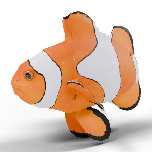 Clown-Anemonenfische