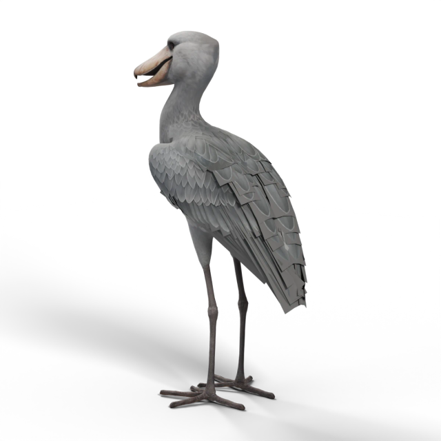 Shoebill