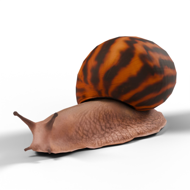 Giant Tiger Land Snail