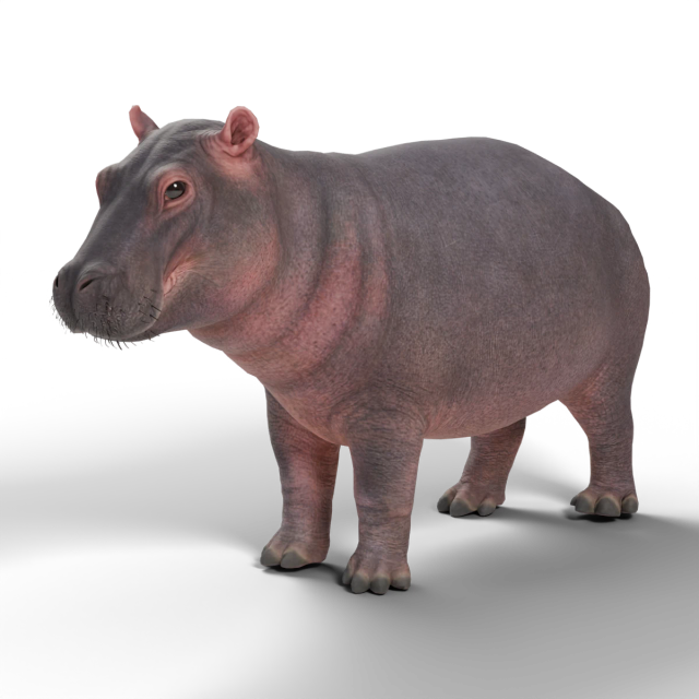 カバ