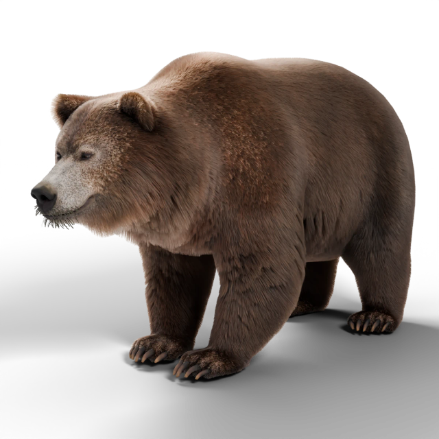 Niedźwiedź grizzly
