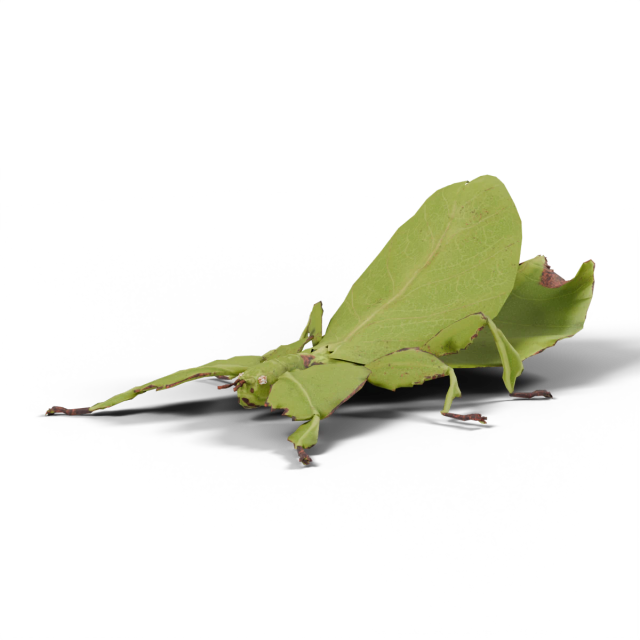 Großes Wandelndes Blatt