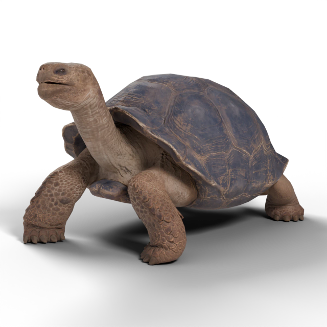 Tortuga gigante de las Galápagos
