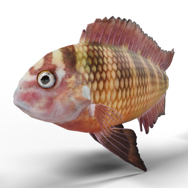 Tropheus moorii