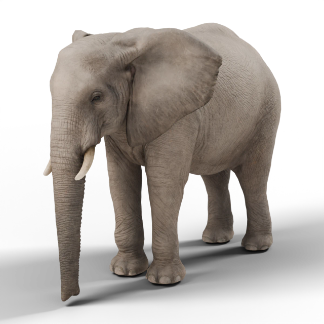 Afrikanischer Steppenelefant