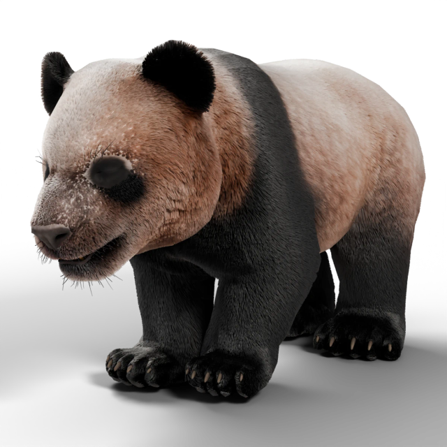 Panda wielka