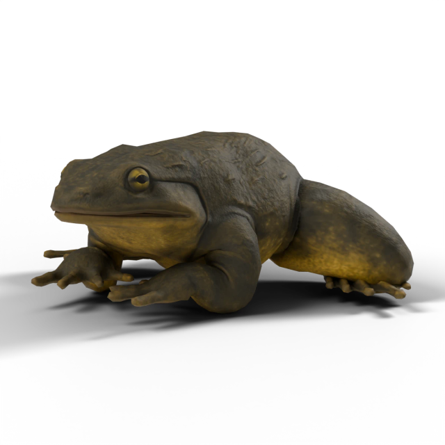 Giant Slippery Frog