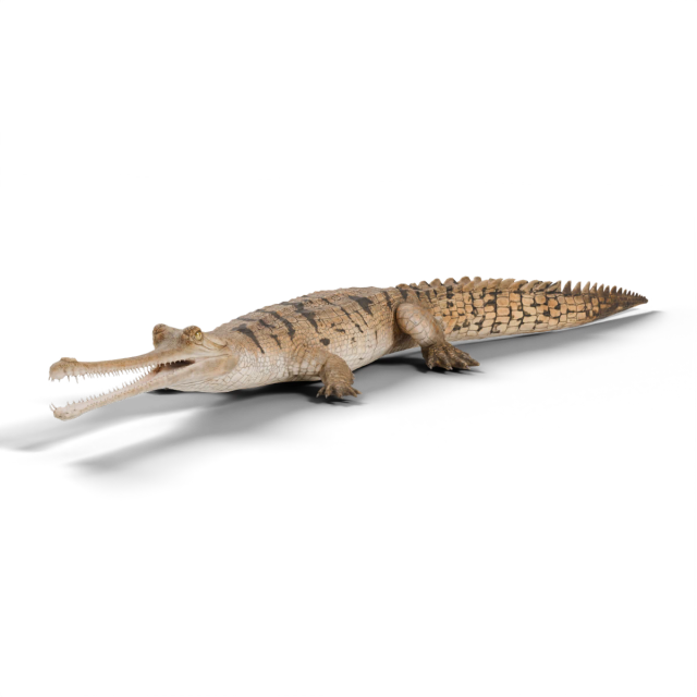 Gavial du Gange