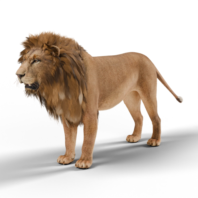Lion