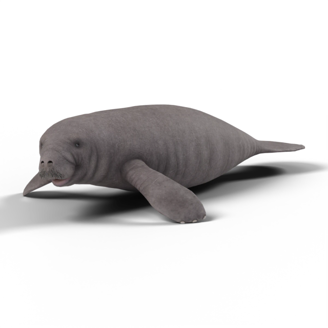 Lamantin des Caraïbes