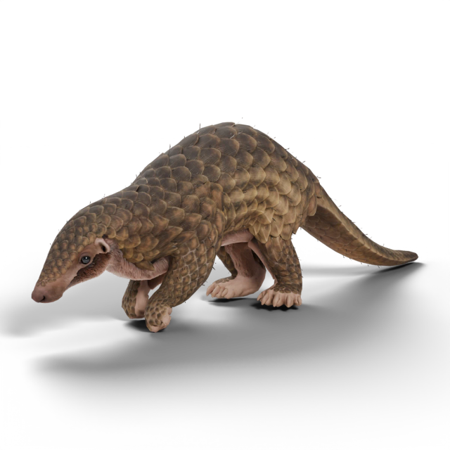 Pangolín malayo