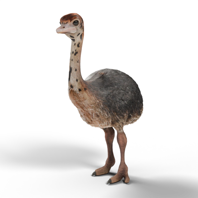 Avestruz