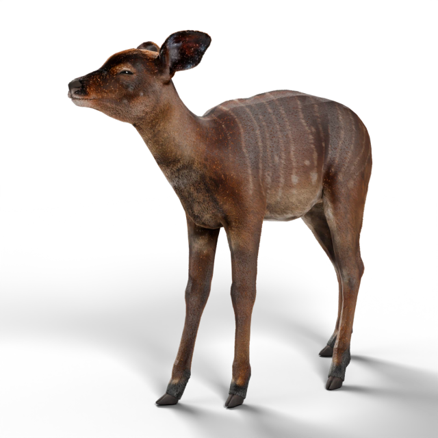 Nyala