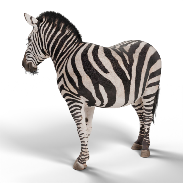 Plains Zebra