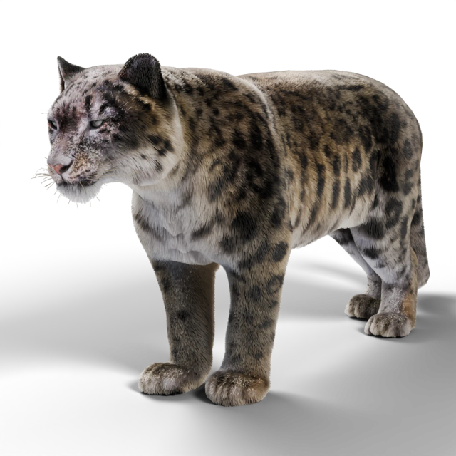 Schneeleopard